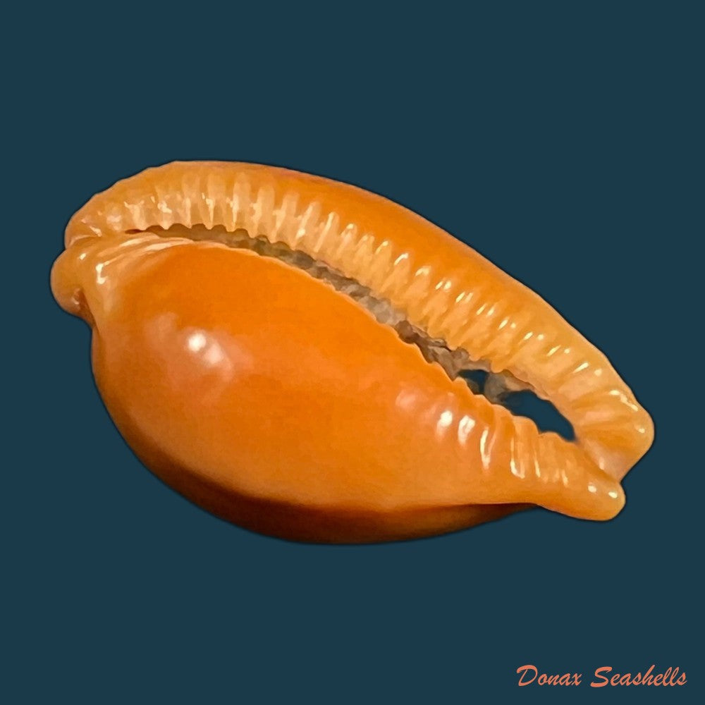 copia-de-propustularia-surinamensis-g-perry-1811-26-2mm