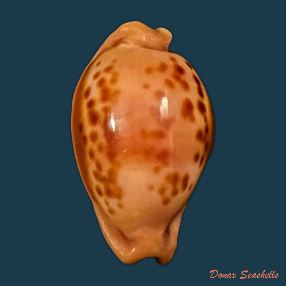 copia-de-propustularia-surinamensis-g-perry-1811-26-9mm