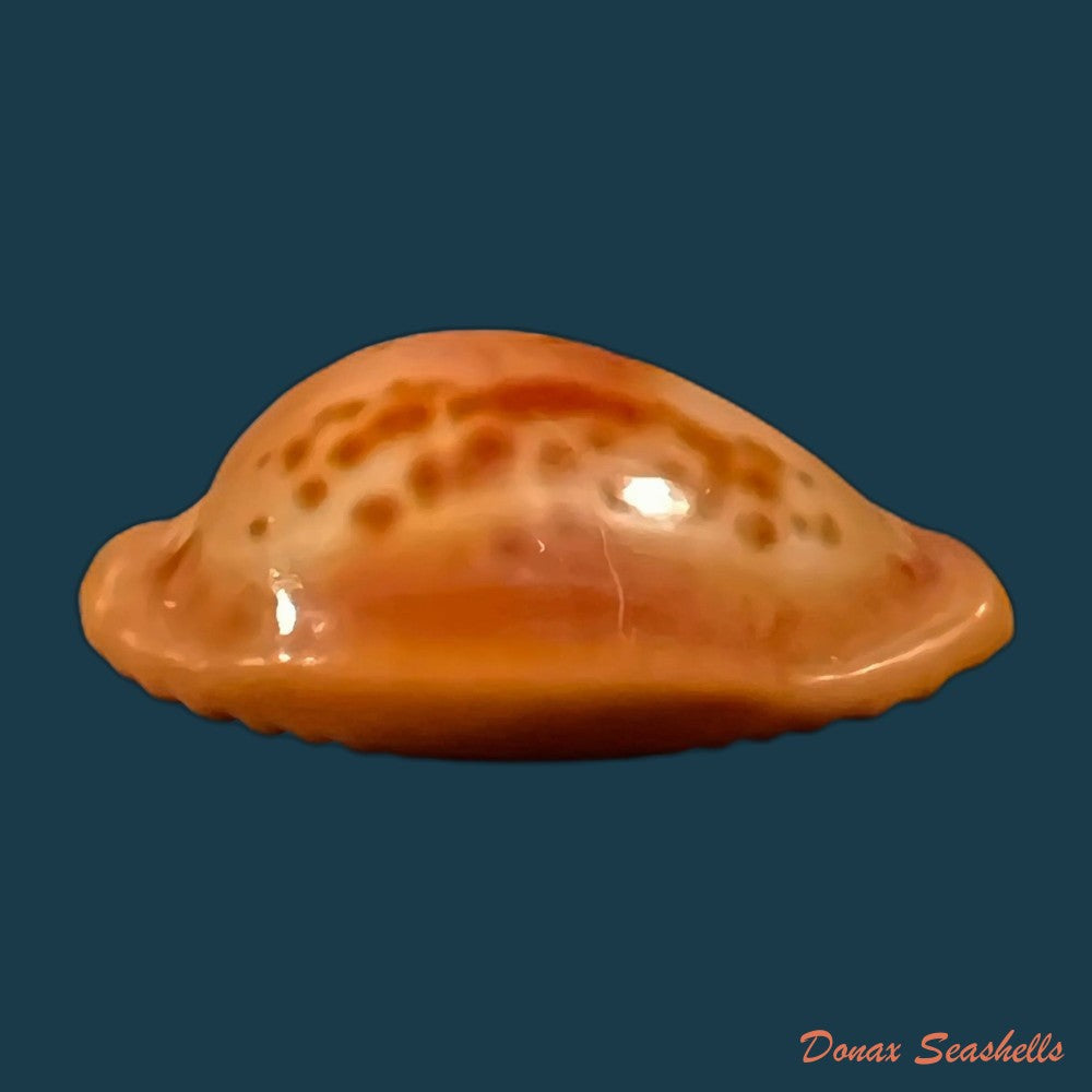 copia-de-propustularia-surinamensis-g-perry-1811-26-9mm
