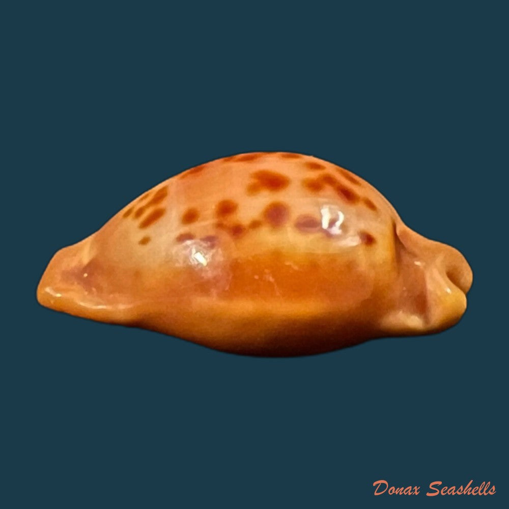 copia-de-propustularia-surinamensis-g-perry-1811-26-9mm