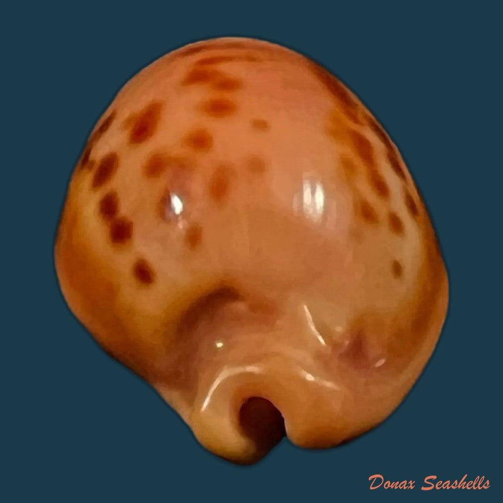 copia-de-propustularia-surinamensis-g-perry-1811-26-9mm