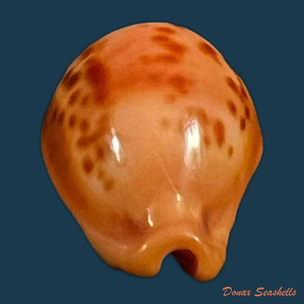 copia-de-propustularia-surinamensis-g-perry-1811-26-9mm