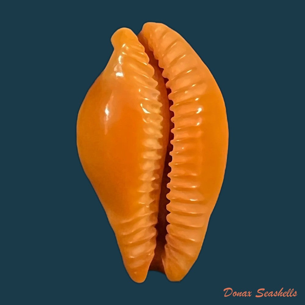 copia-de-propustularia-surinamensis-g-perry-1811-26-9mm