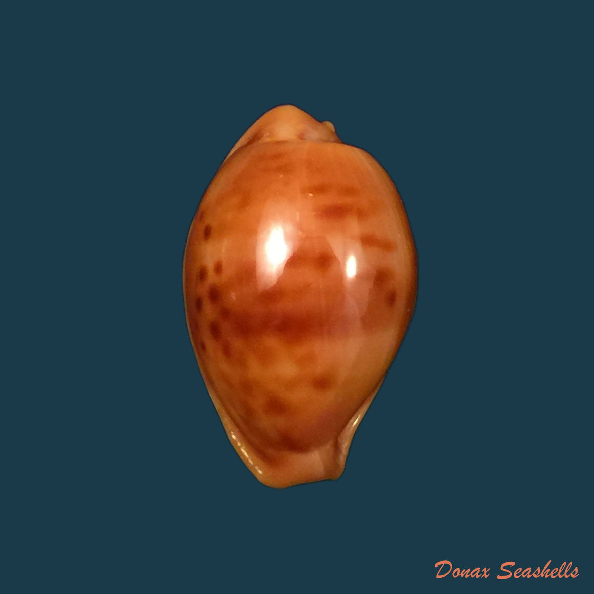 copia-de-propustularia-surinamensis-g-perry-1811-29-8mm-1