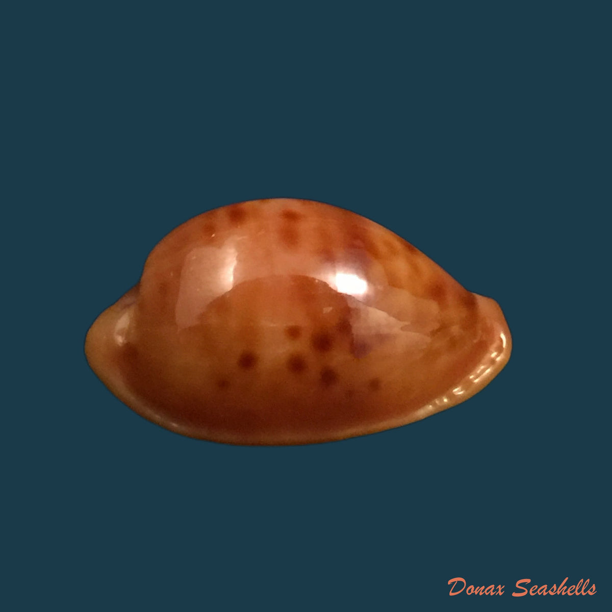 copia-de-propustularia-surinamensis-g-perry-1811-29-8mm-1