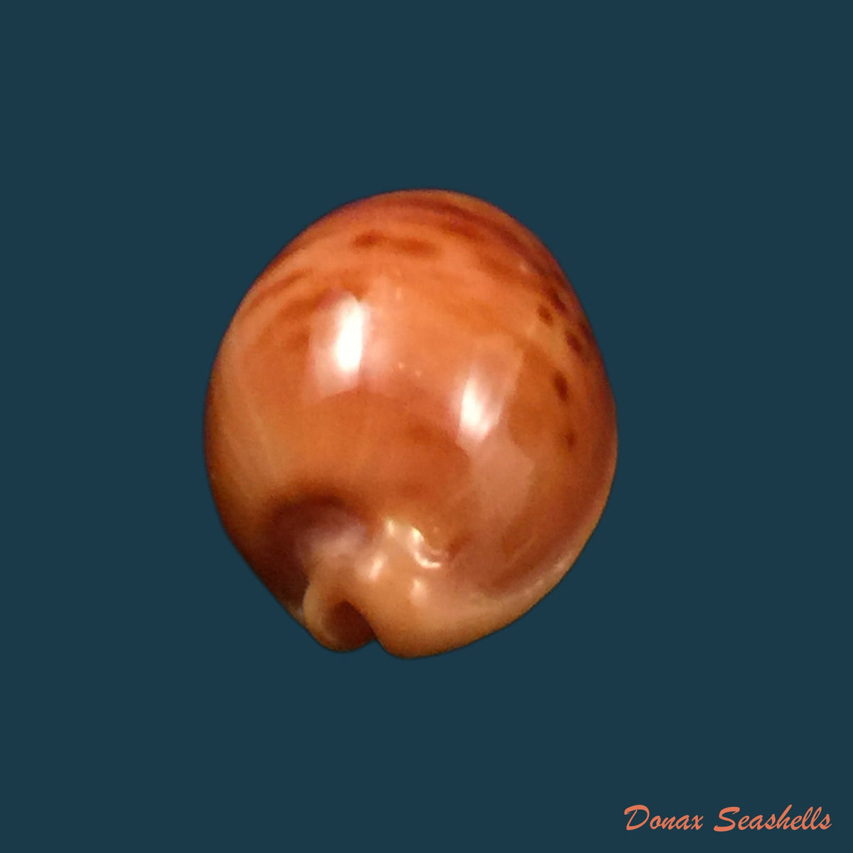 copia-de-propustularia-surinamensis-g-perry-1811-29-8mm-1