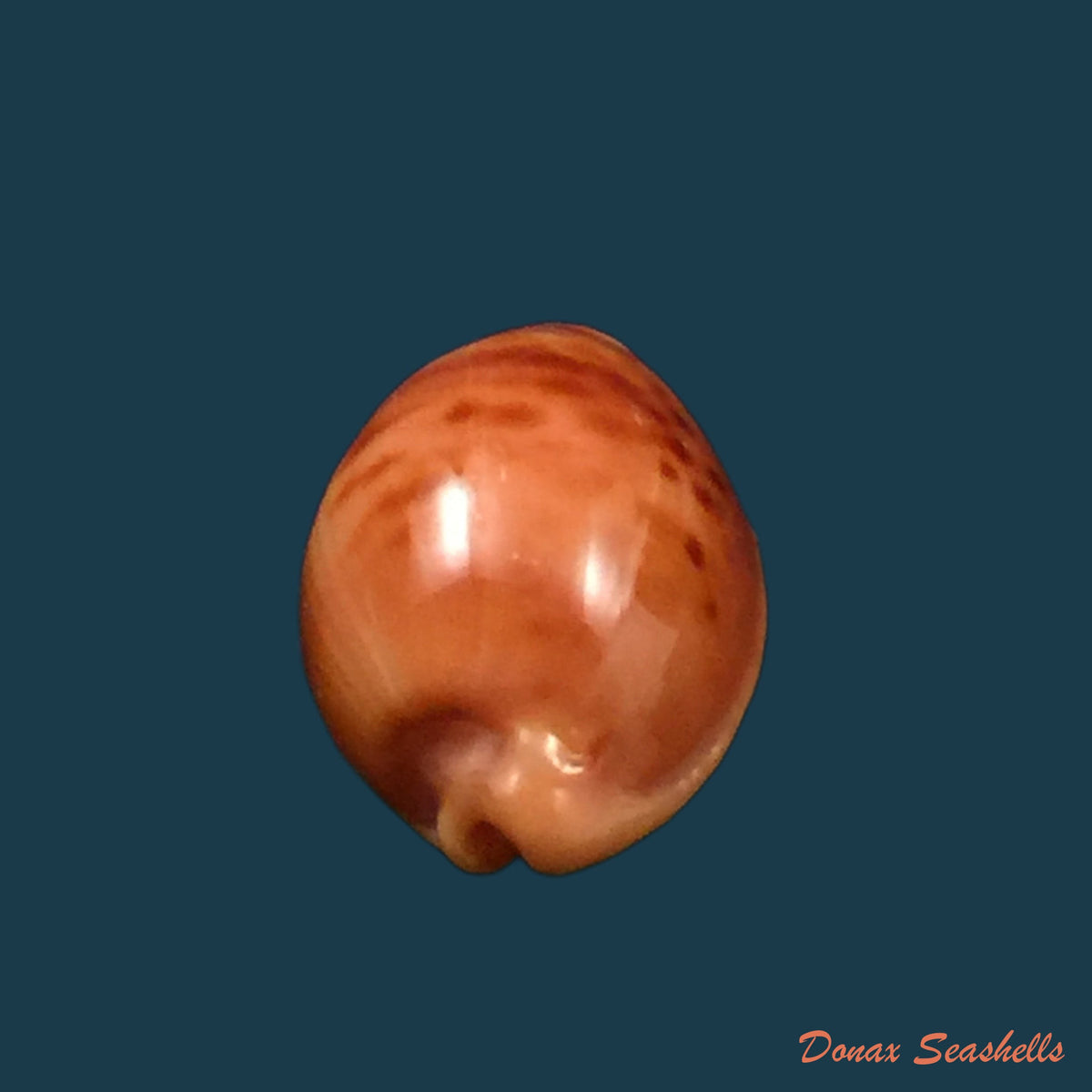 copia-de-propustularia-surinamensis-g-perry-1811-29-8mm-1