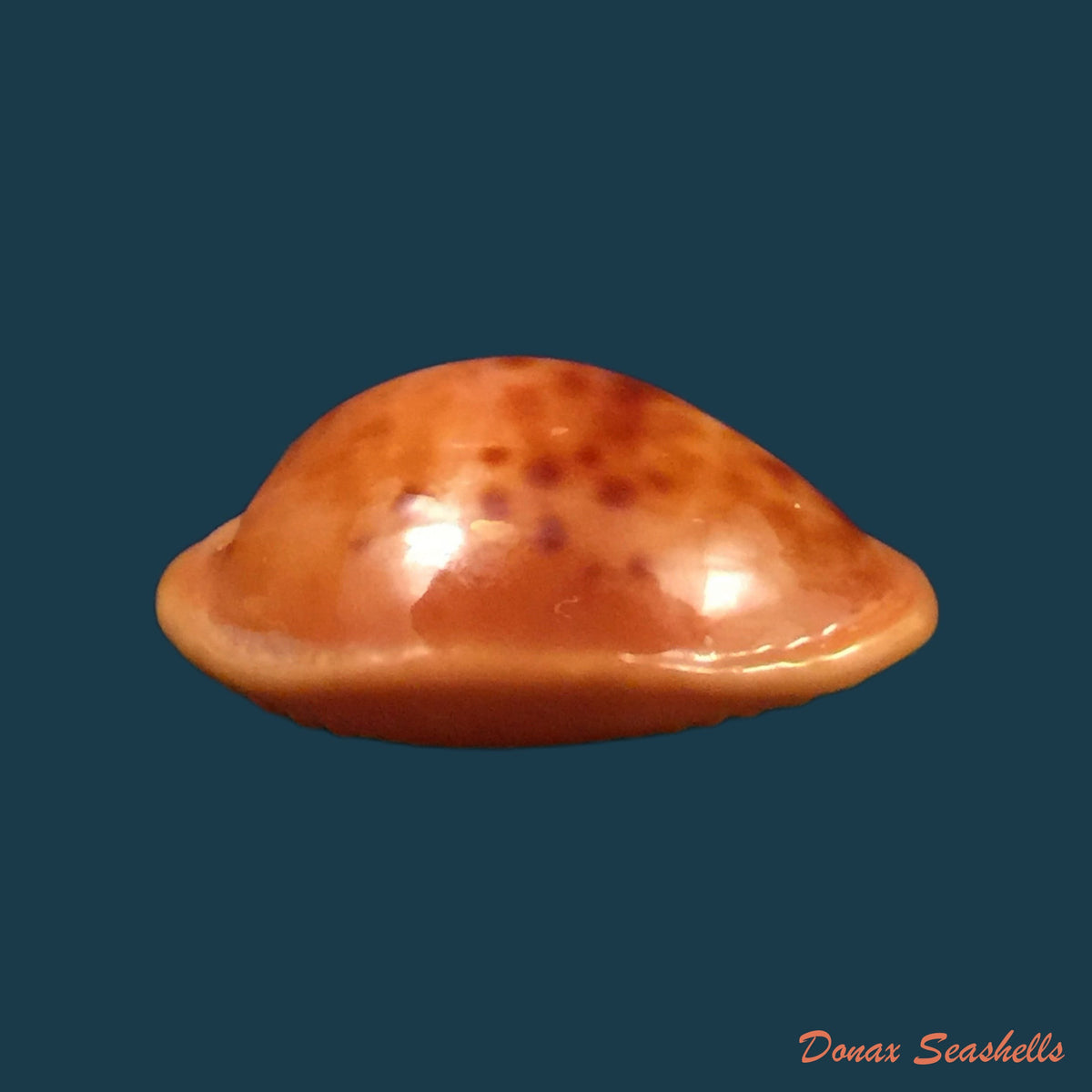 copia-de-propustularia-surinamensis-g-perry-1811-29-8mm-1