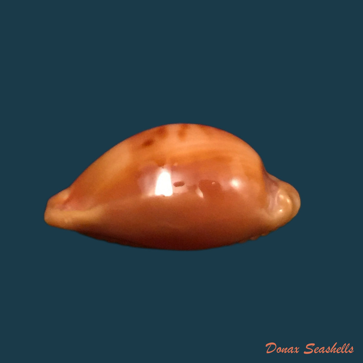 copia-de-propustularia-surinamensis-g-perry-1811-29-8mm-1
