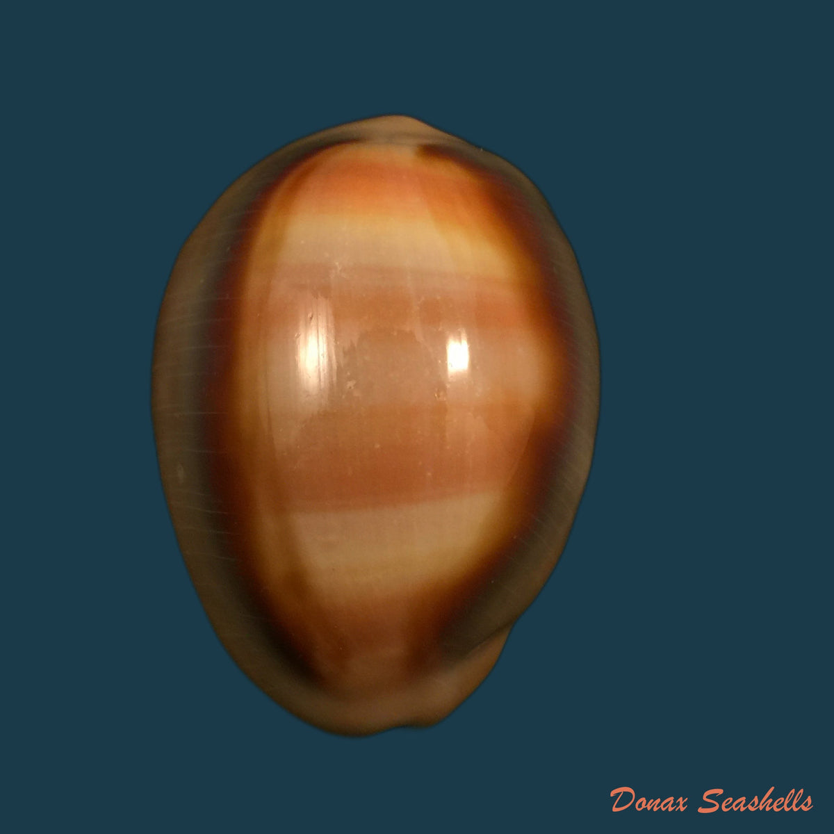 copia-de-propustularia-surinamensis-g-perry-1811-29-8mm