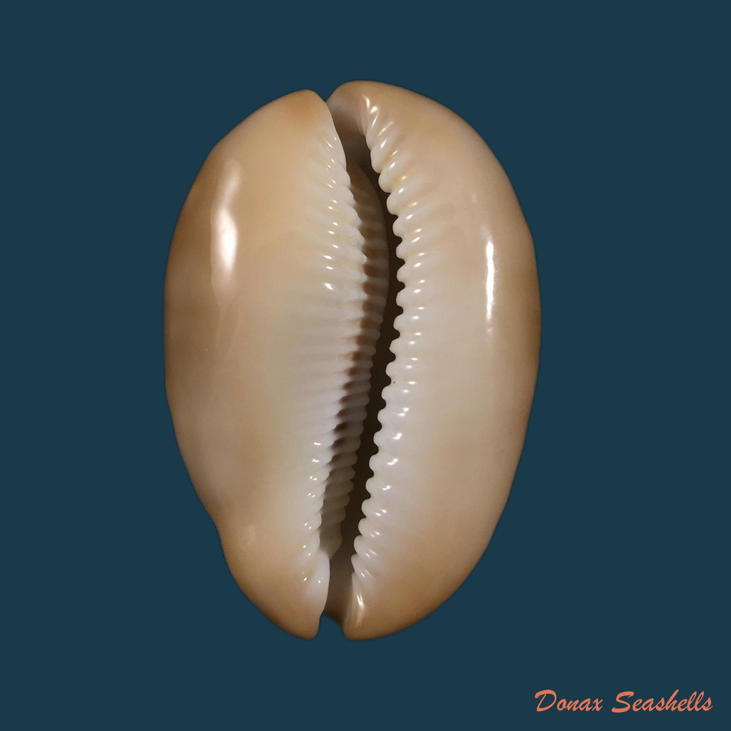 copia-de-propustularia-surinamensis-g-perry-1811-29-8mm