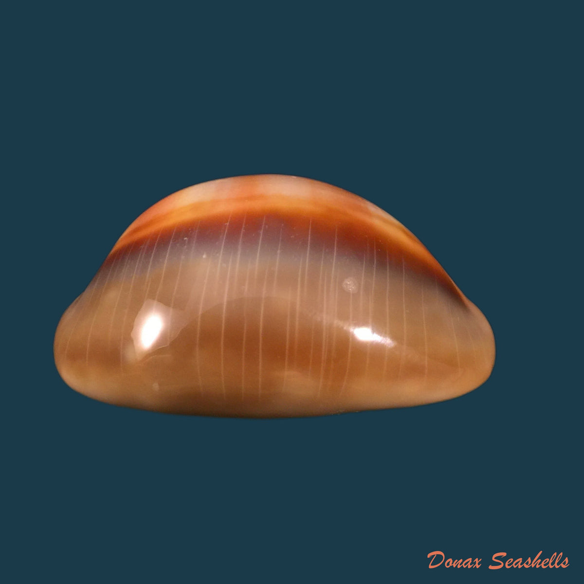 copia-de-propustularia-surinamensis-g-perry-1811-29-8mm