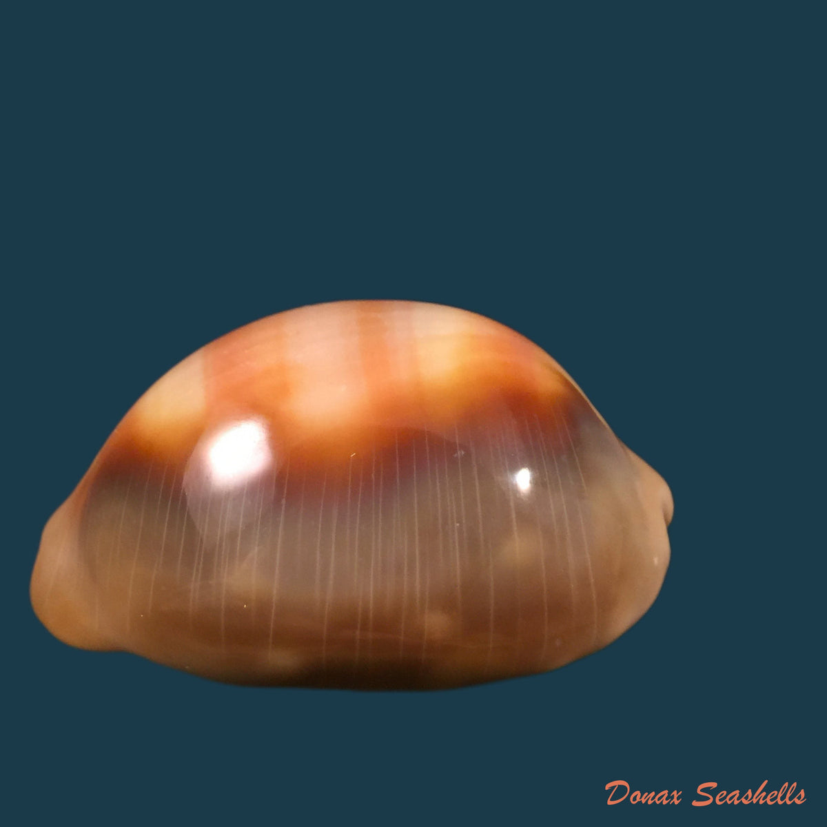 copia-de-propustularia-surinamensis-g-perry-1811-29-8mm