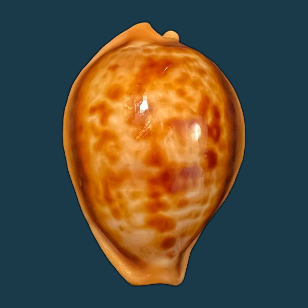 copia-de-propustularia-surinamensis-g-perry-1811-30-3mm
