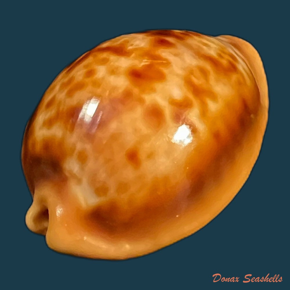 copia-de-propustularia-surinamensis-g-perry-1811-30-3mm