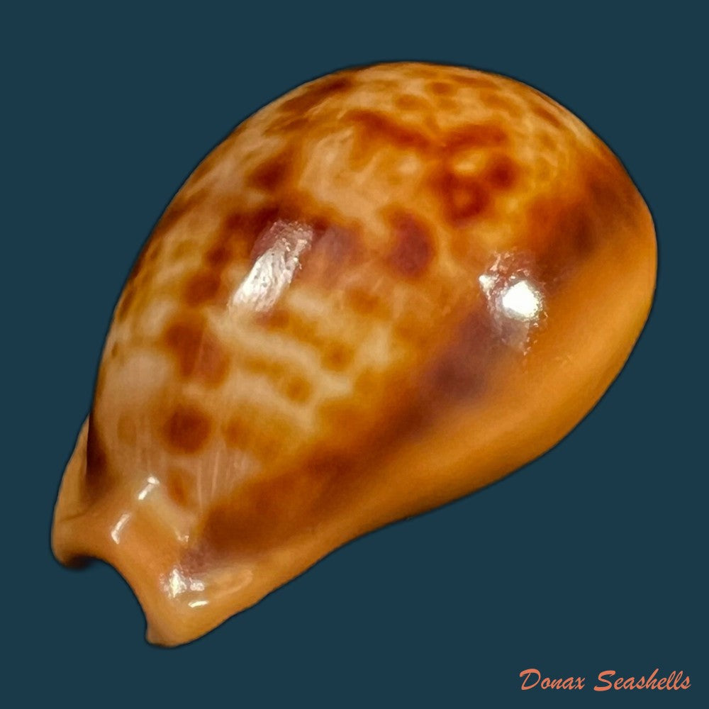 copia-de-propustularia-surinamensis-g-perry-1811-30-3mm