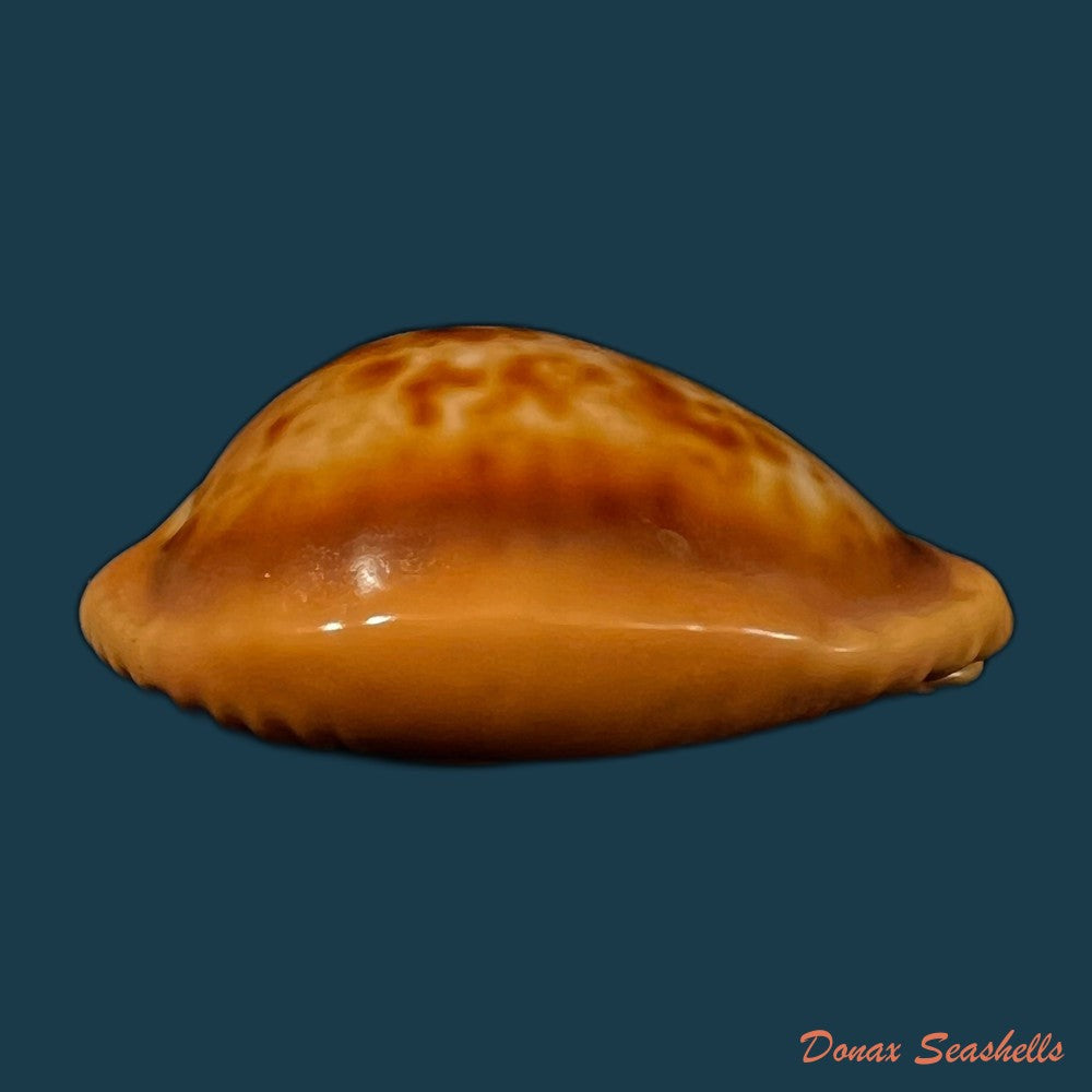 copia-de-propustularia-surinamensis-g-perry-1811-30-3mm