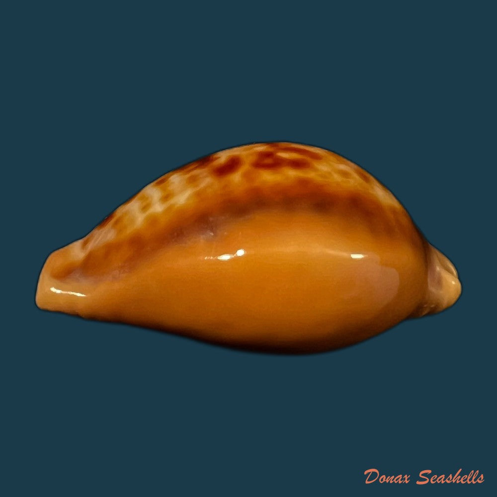copia-de-propustularia-surinamensis-g-perry-1811-30-3mm