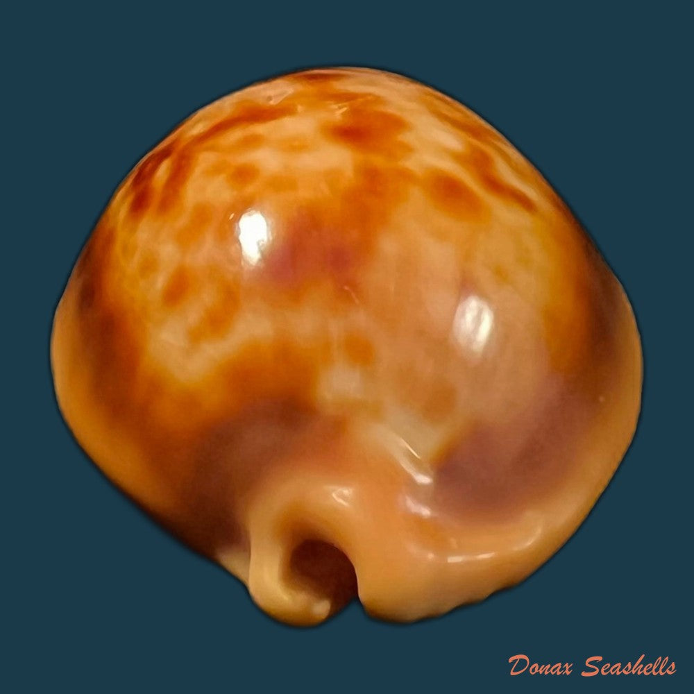 copia-de-propustularia-surinamensis-g-perry-1811-30-3mm