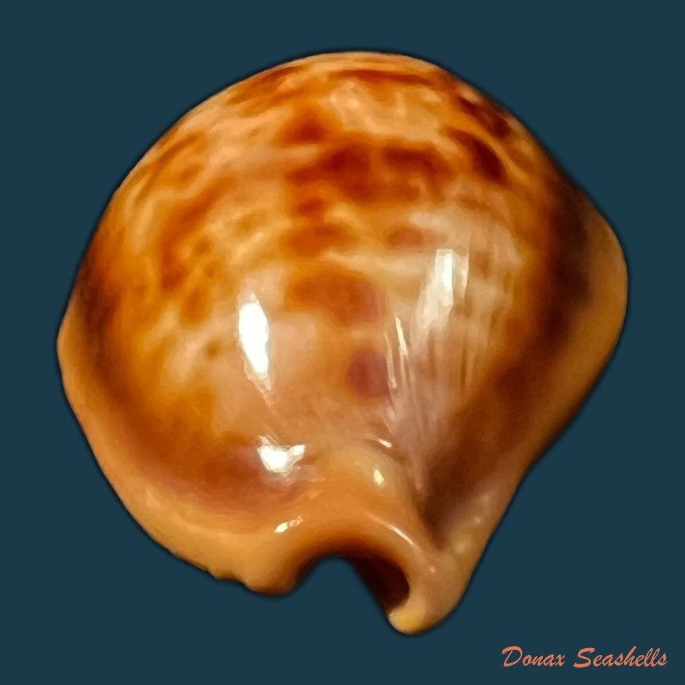 copia-de-propustularia-surinamensis-g-perry-1811-30-3mm