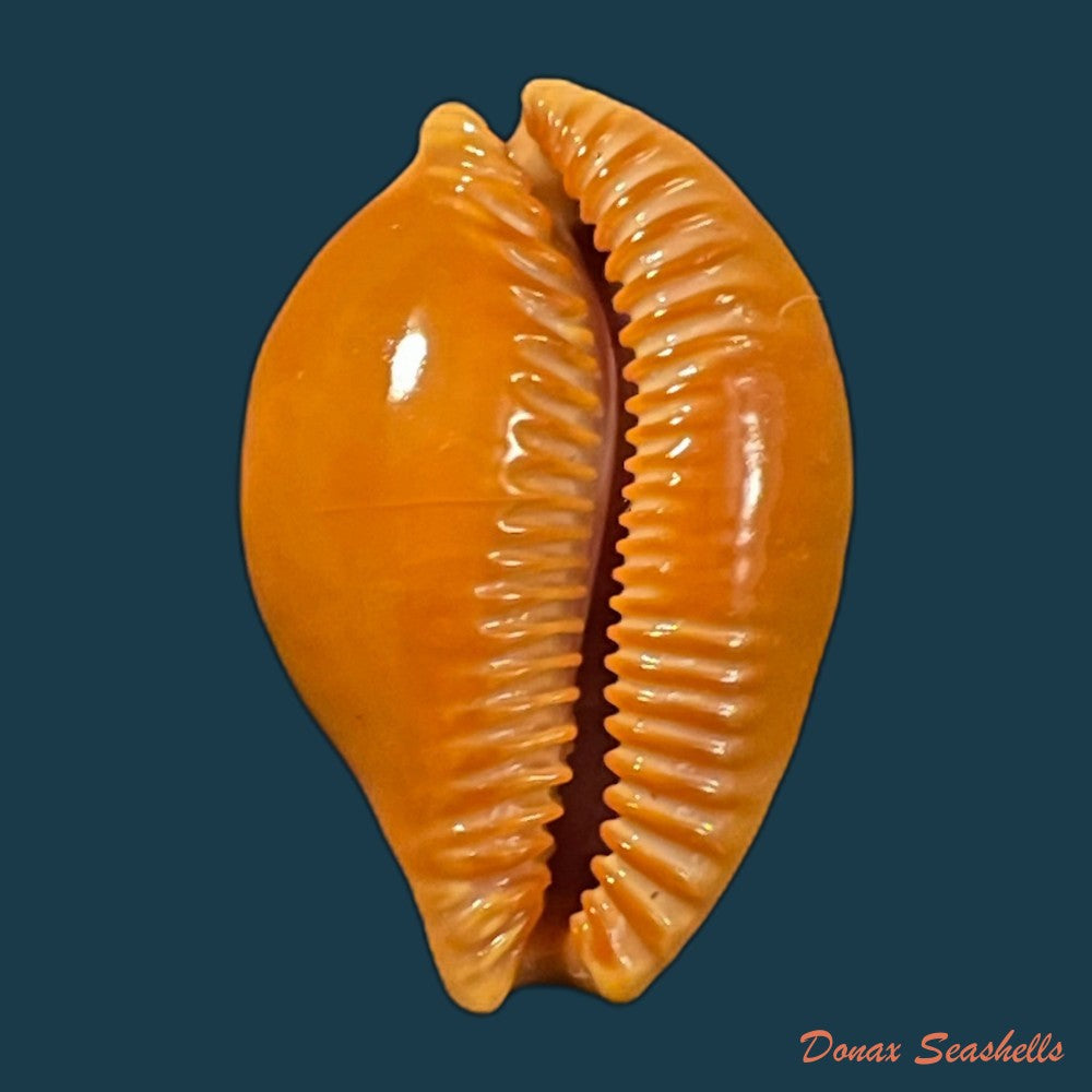 copia-de-propustularia-surinamensis-g-perry-1811-30-3mm