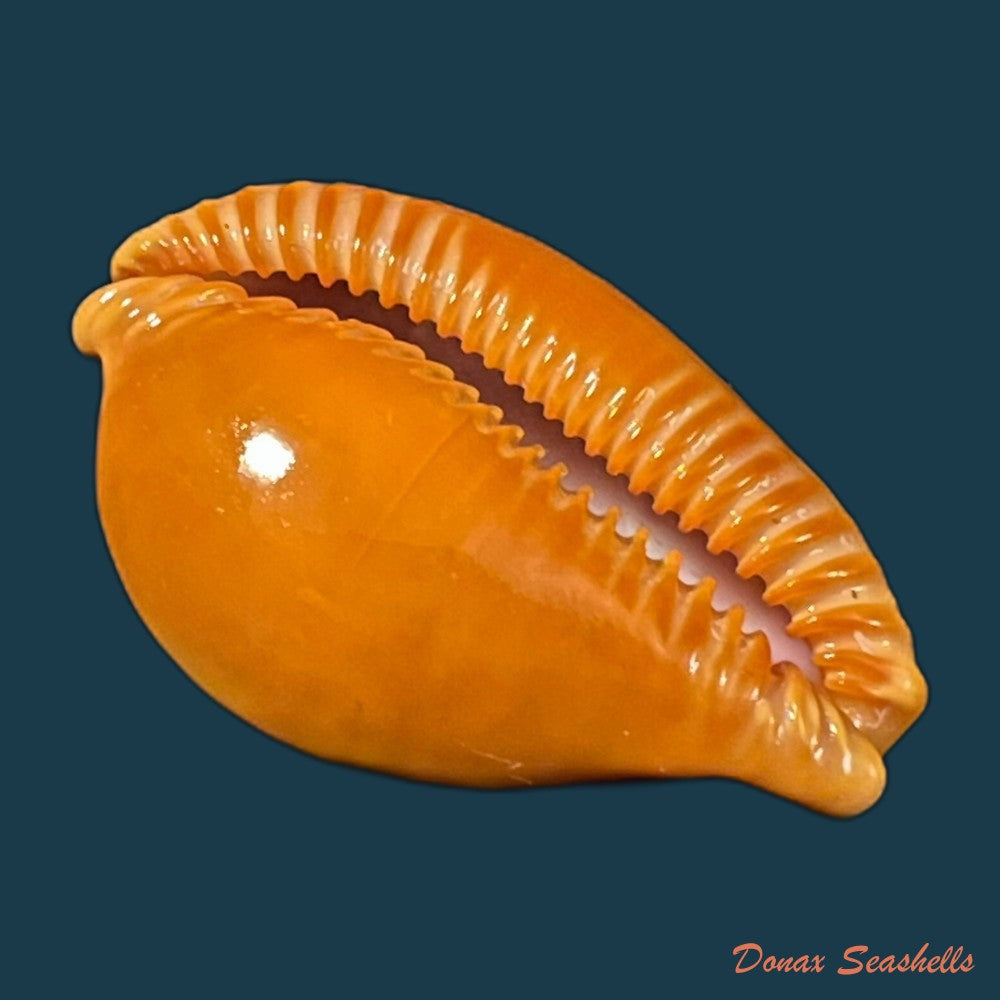 copia-de-propustularia-surinamensis-g-perry-1811-30-3mm