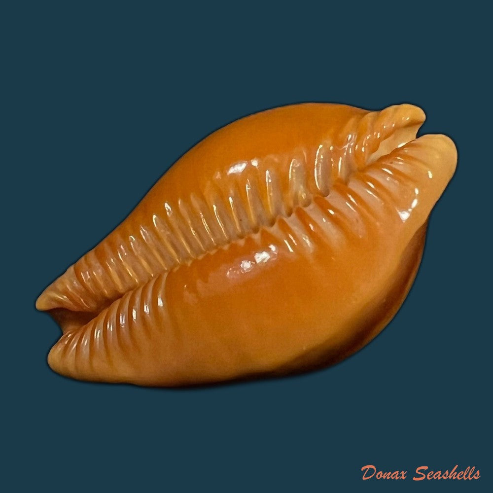 copia-de-propustularia-surinamensis-g-perry-1811-30-3mm