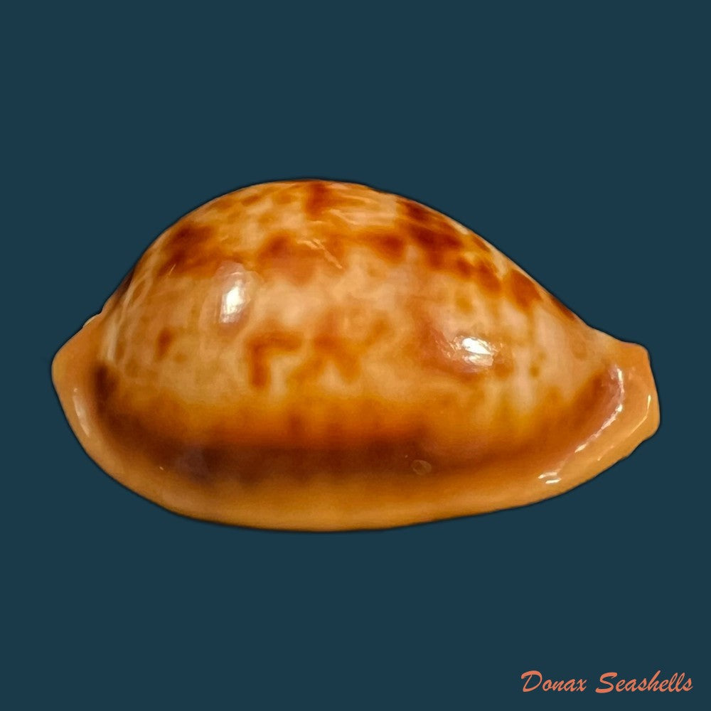 copia-de-propustularia-surinamensis-g-perry-1811-30-3mm
