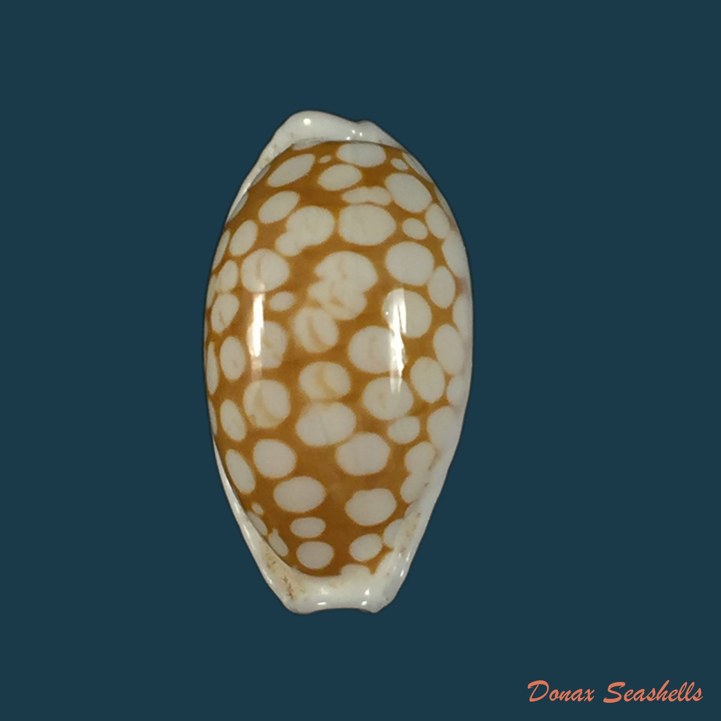 copia-de-propustularia-surinamensis-g-perry-1813
