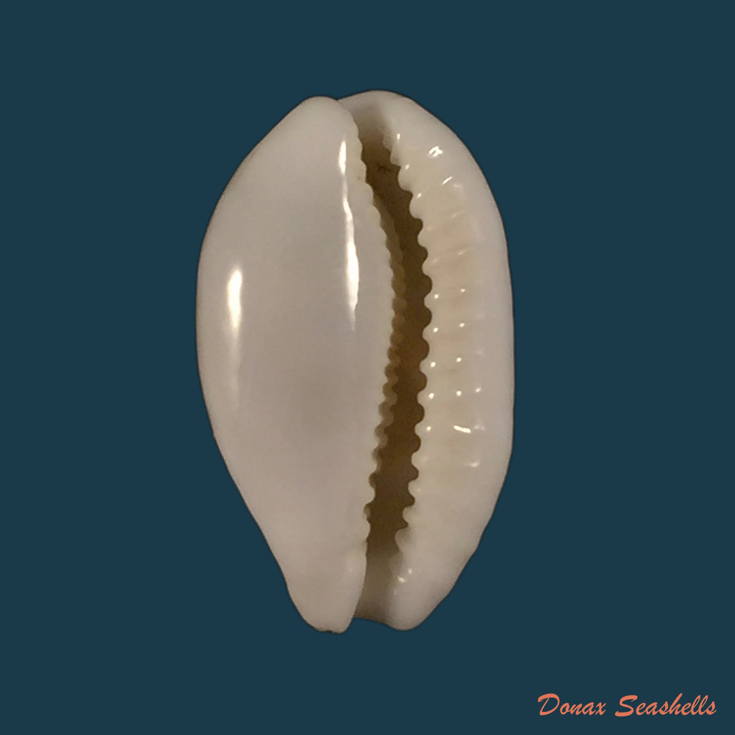 copia-de-propustularia-surinamensis-g-perry-1813