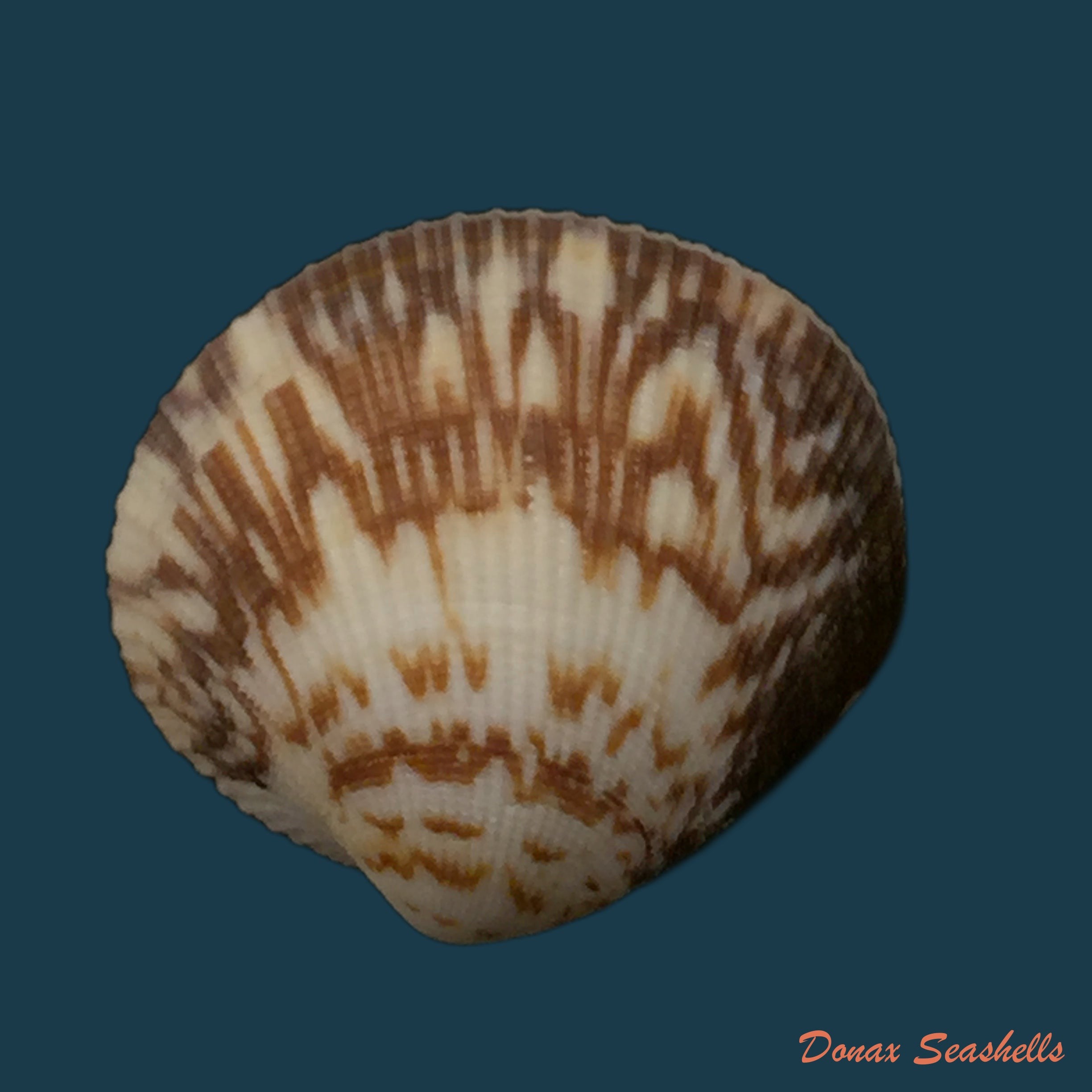 copia-de-protothaca-pectorina-lamarck-1819