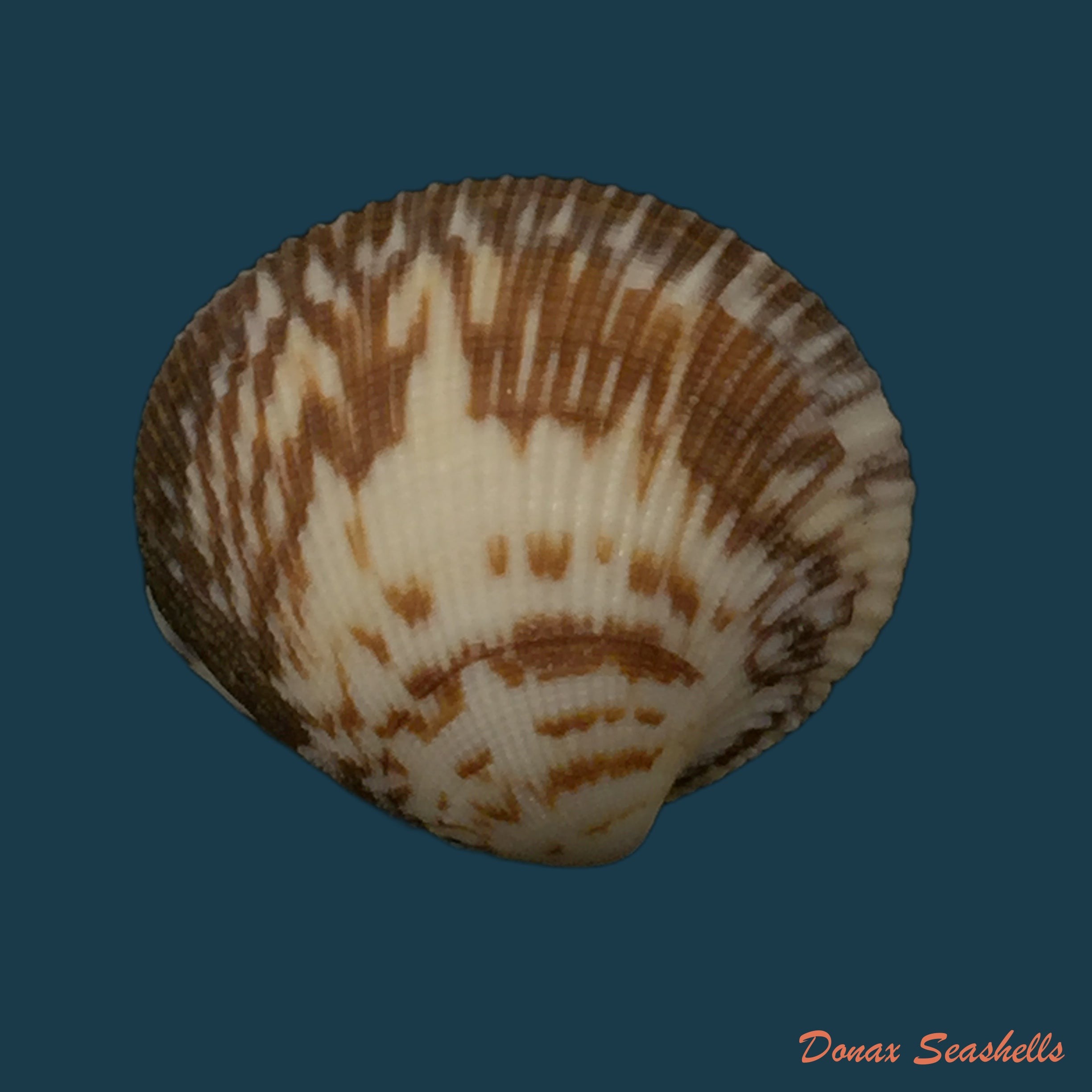 copia-de-protothaca-pectorina-lamarck-1819
