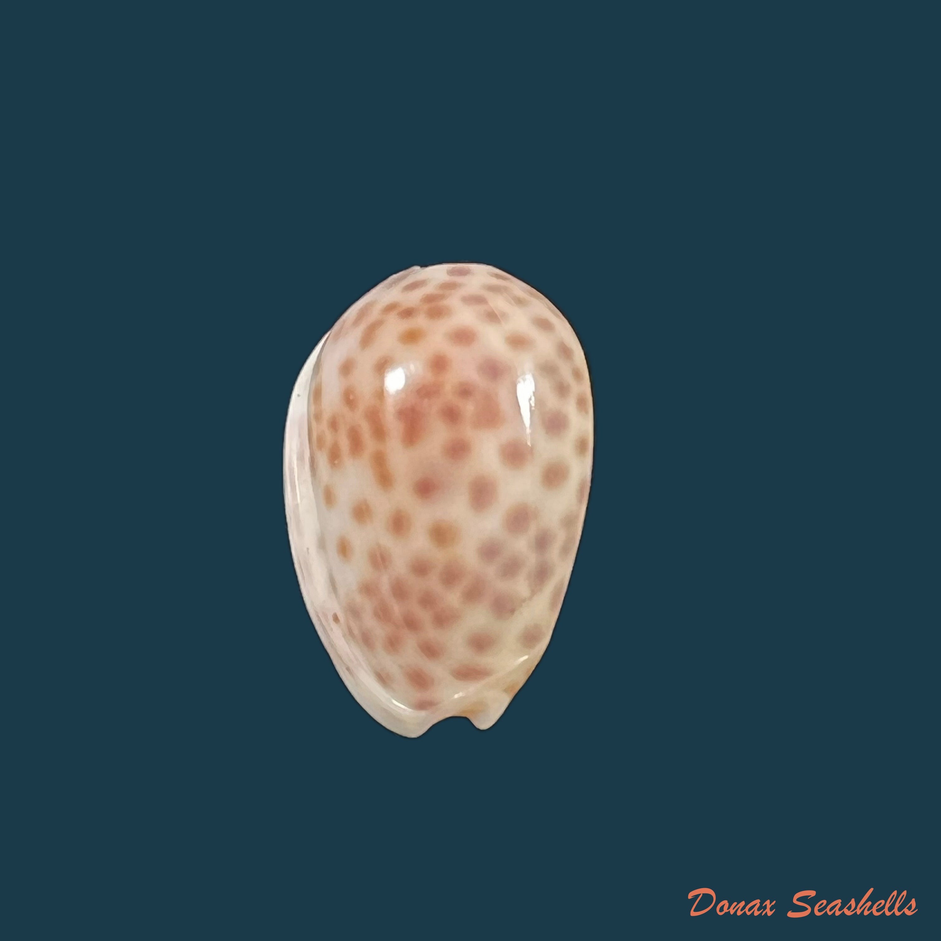 copia-de-prunum-amabilis-redfield-1852-10-2mm
