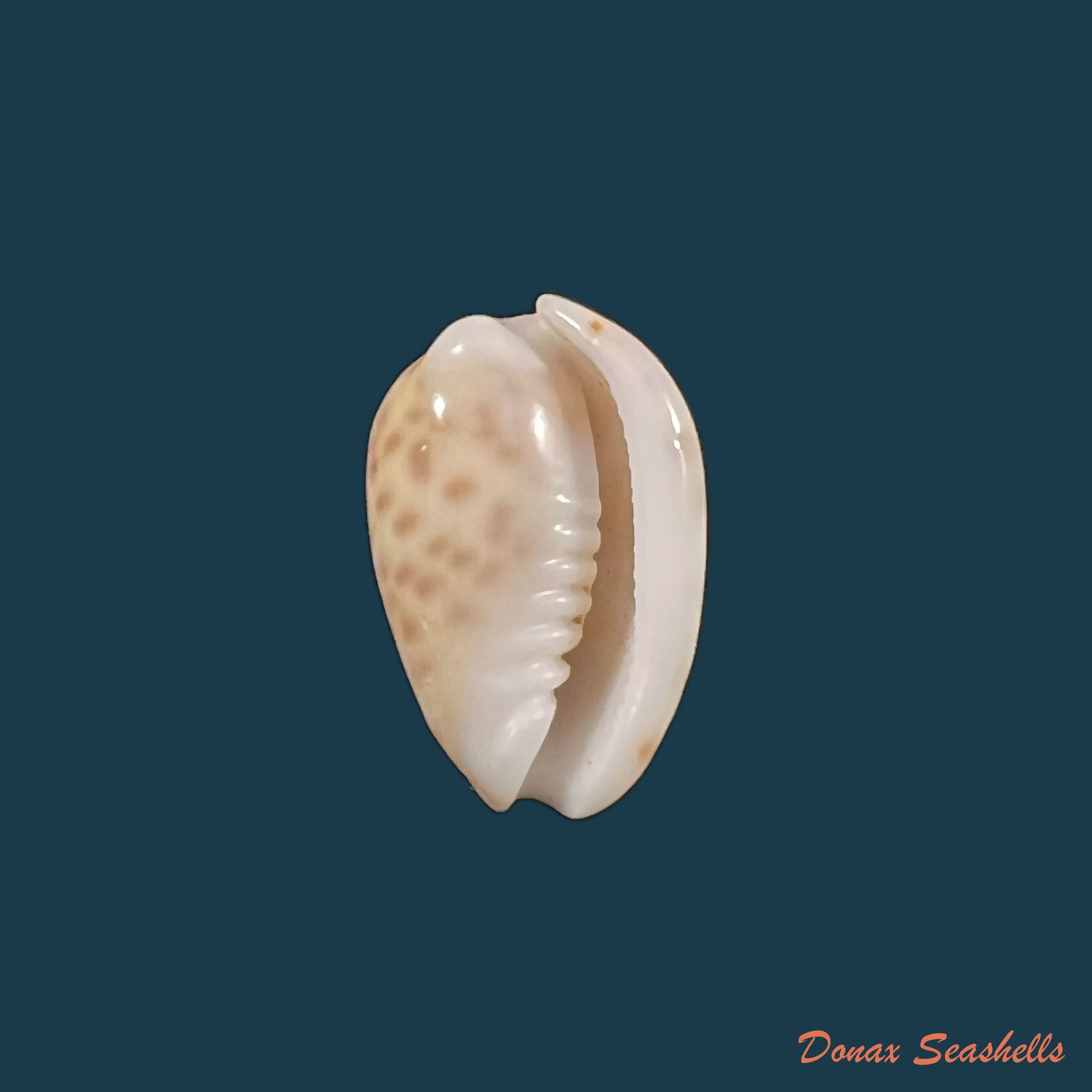 copia-de-prunum-amabilis-redfield-1852-10-2mm