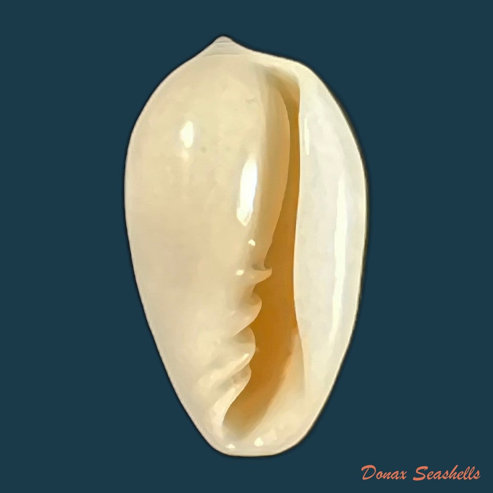 copia-de-prunum-amygdalum-kiener-1841-17-6mm