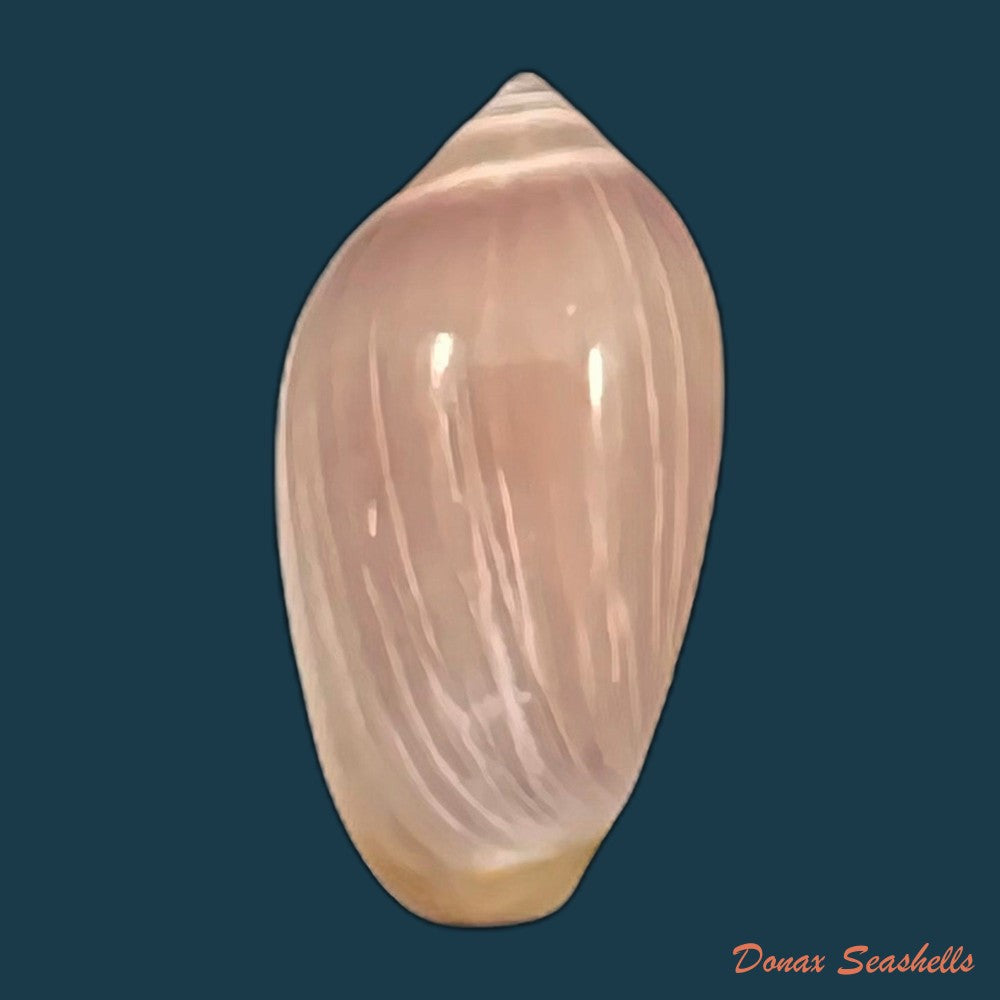 copia-de-prunum-cinctum-kiener-1834-19-3mm