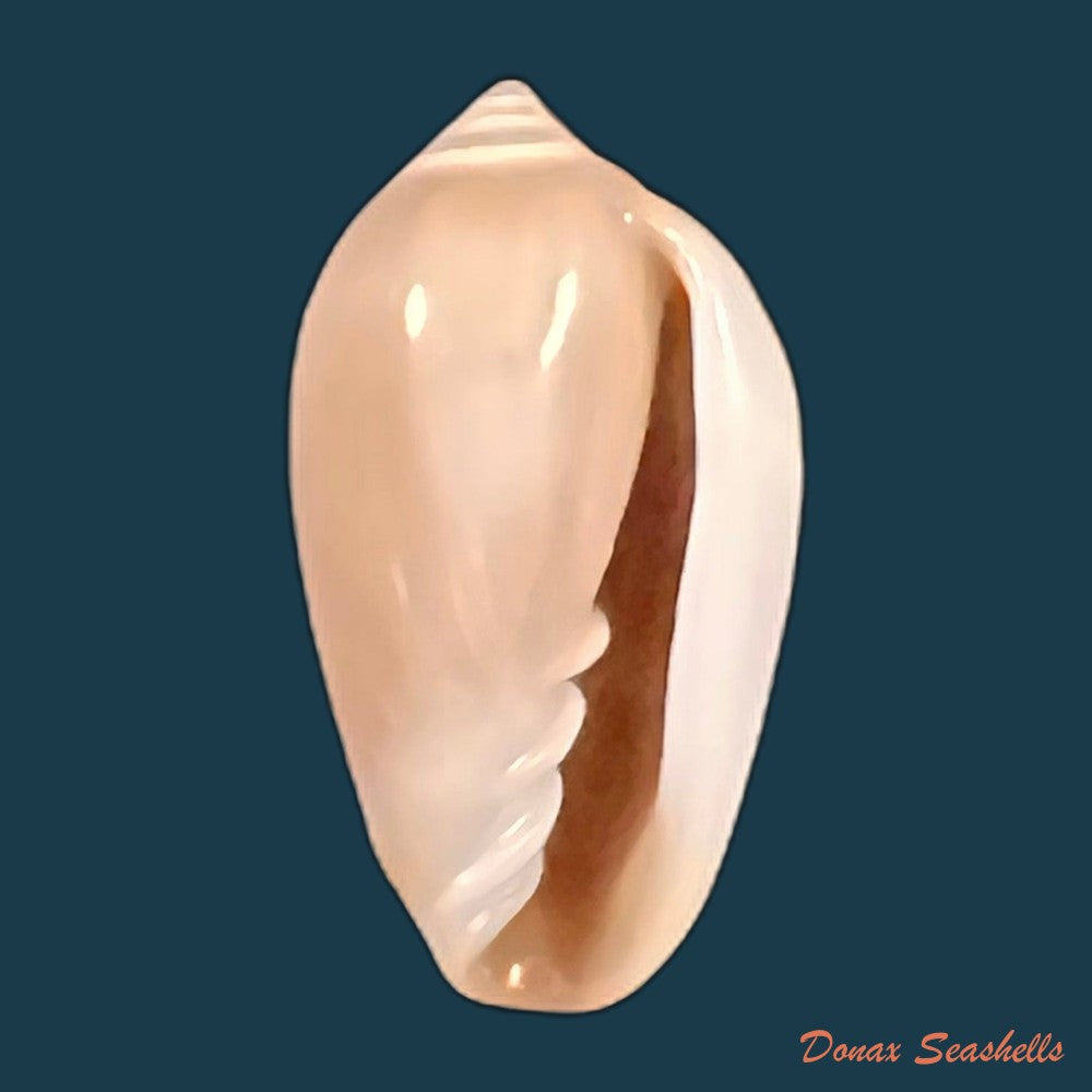 copia-de-prunum-cinctum-kiener-1834-19-3mm