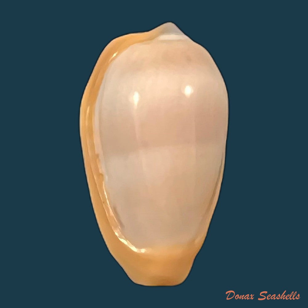 copia-de-prunum-curtum-g-b-sowerby-i-1832-22-3mm