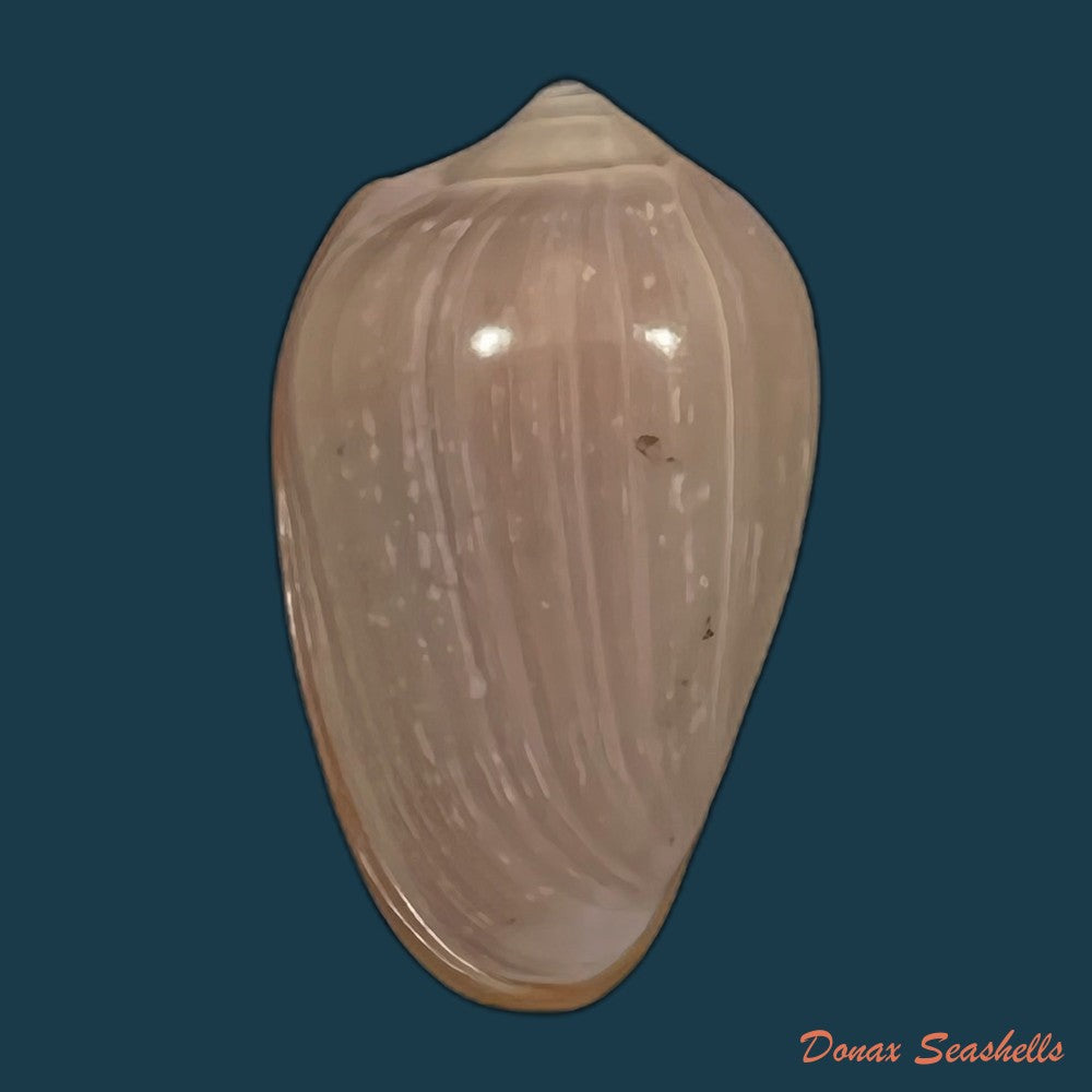 copia-de-prunum-curtum-g-b-sowerby-i-1832-22-6mm-1