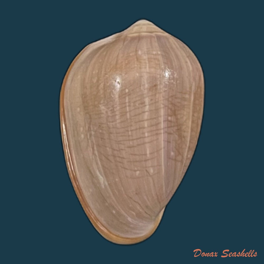 copia-de-prunum-curtum-g-b-sowerby-i-1832-22-6mm