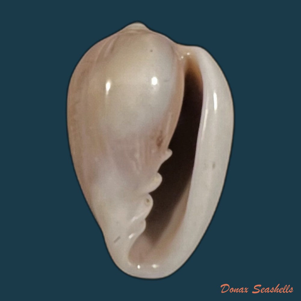 copia-de-prunum-curtum-g-b-sowerby-i-1832-22-6mm