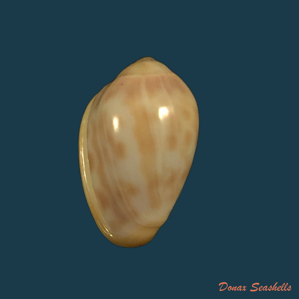 copia-de-prunum-fulminatum-kiener-1841-14-8mm