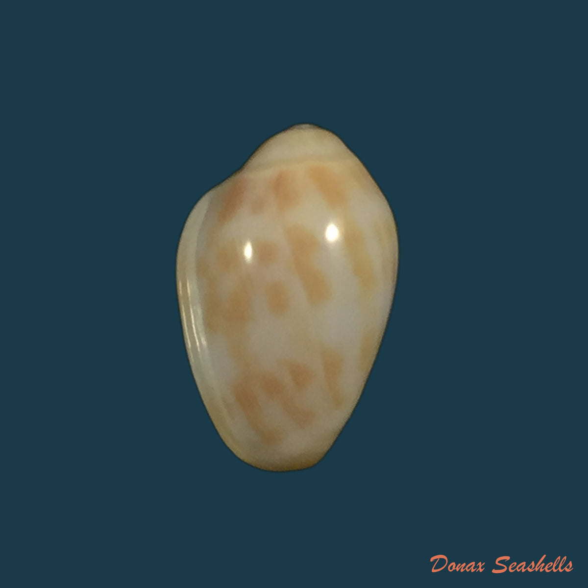 copia-de-prunum-fulminatum-kiener-1841-15-2mm