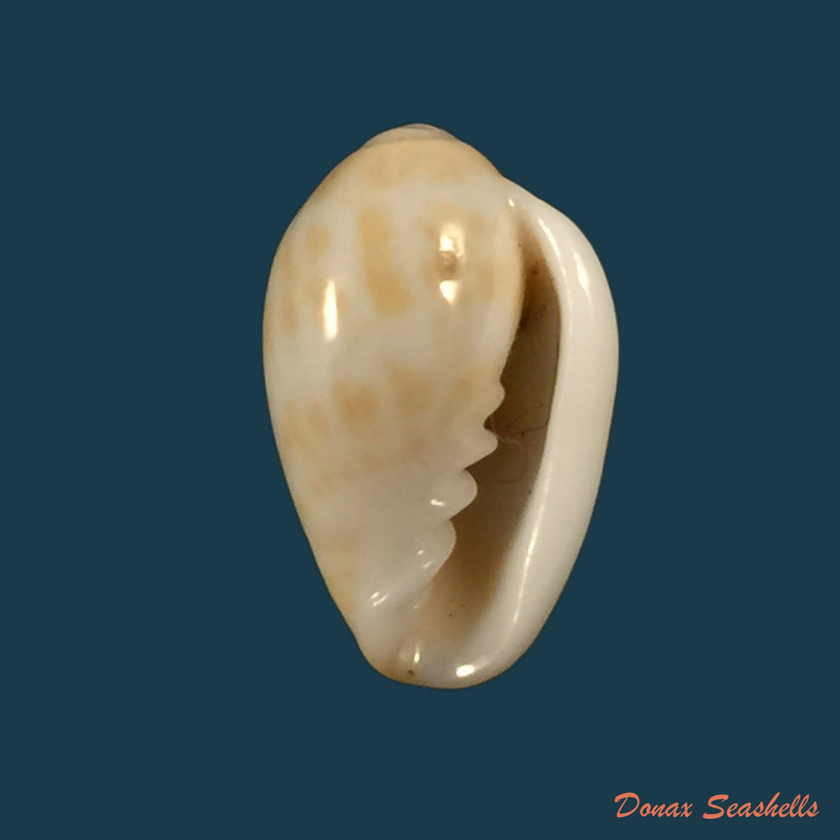 copia-de-prunum-fulminatum-kiener-1841-15-2mm