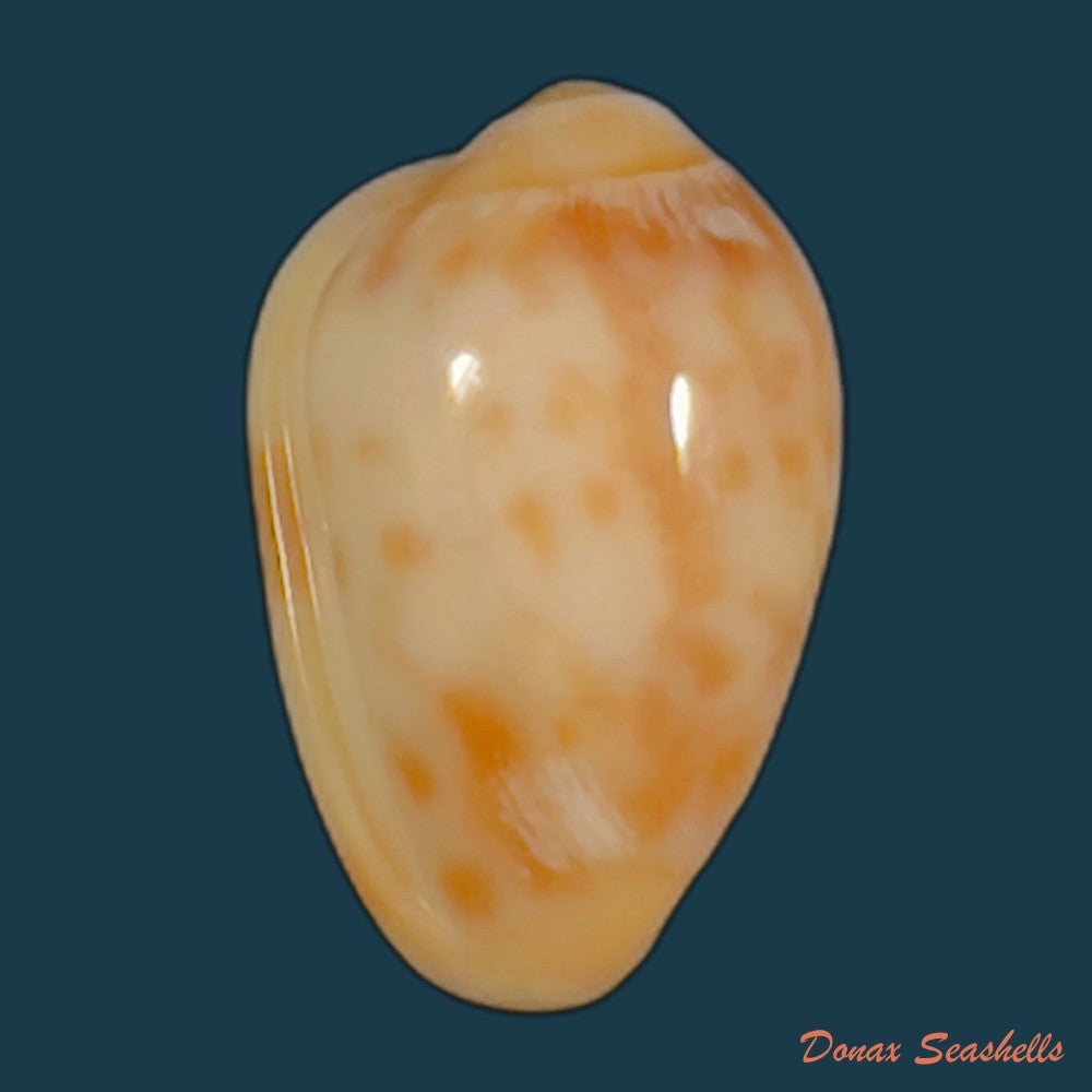 copia-de-prunum-fulminatum-kiener-1841-15-7mm
