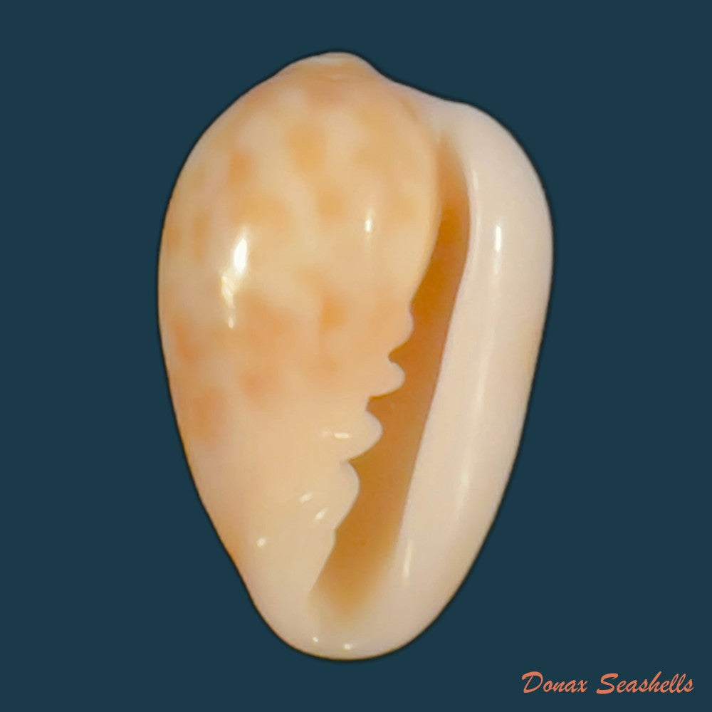copia-de-prunum-fulminatum-kiener-1841-15-7mm