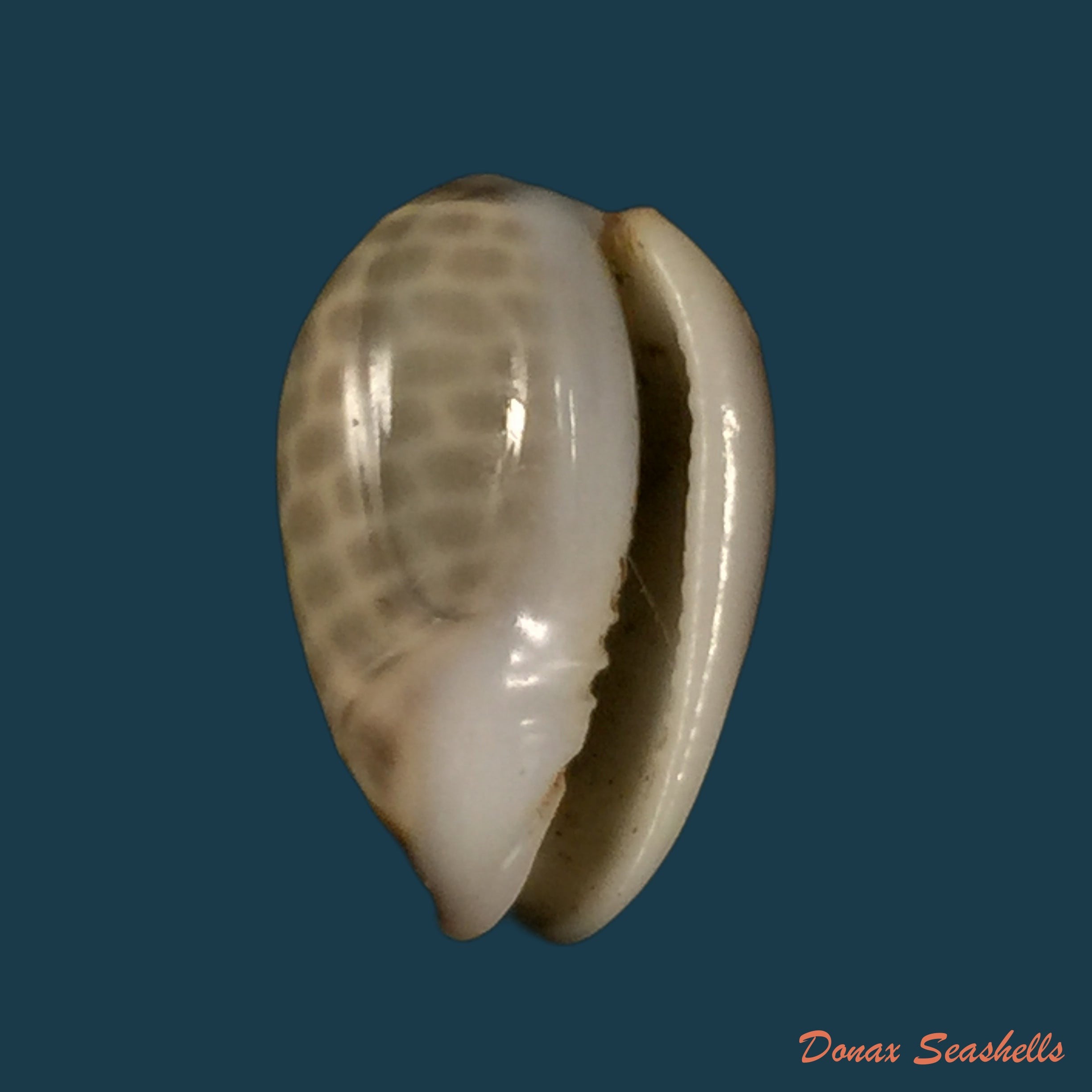 copia-de-prunum-leonardhilli-petuch-1990-18-4mm-2