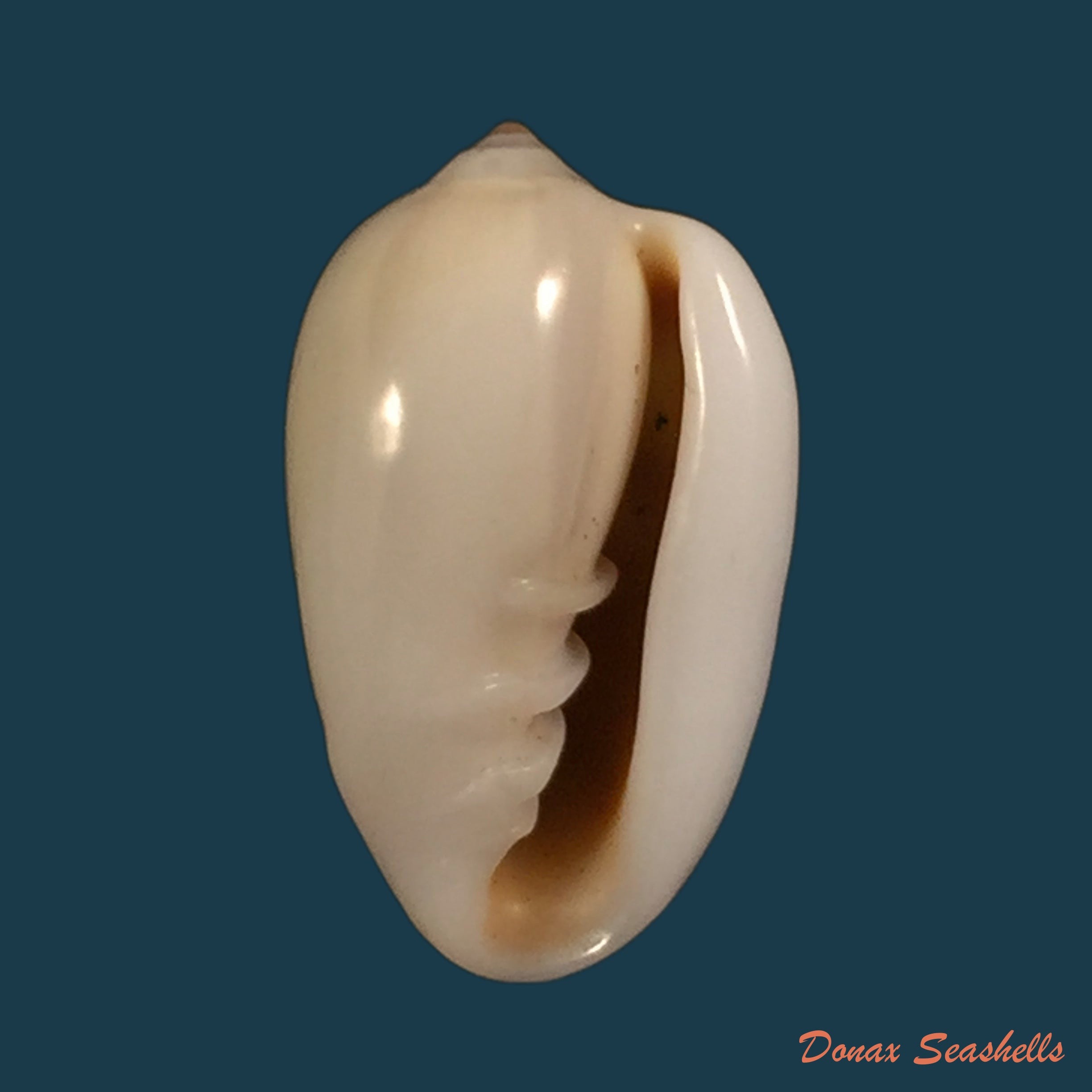 copia-de-prunum-leonardhilli-petuch-1990-18-4mm