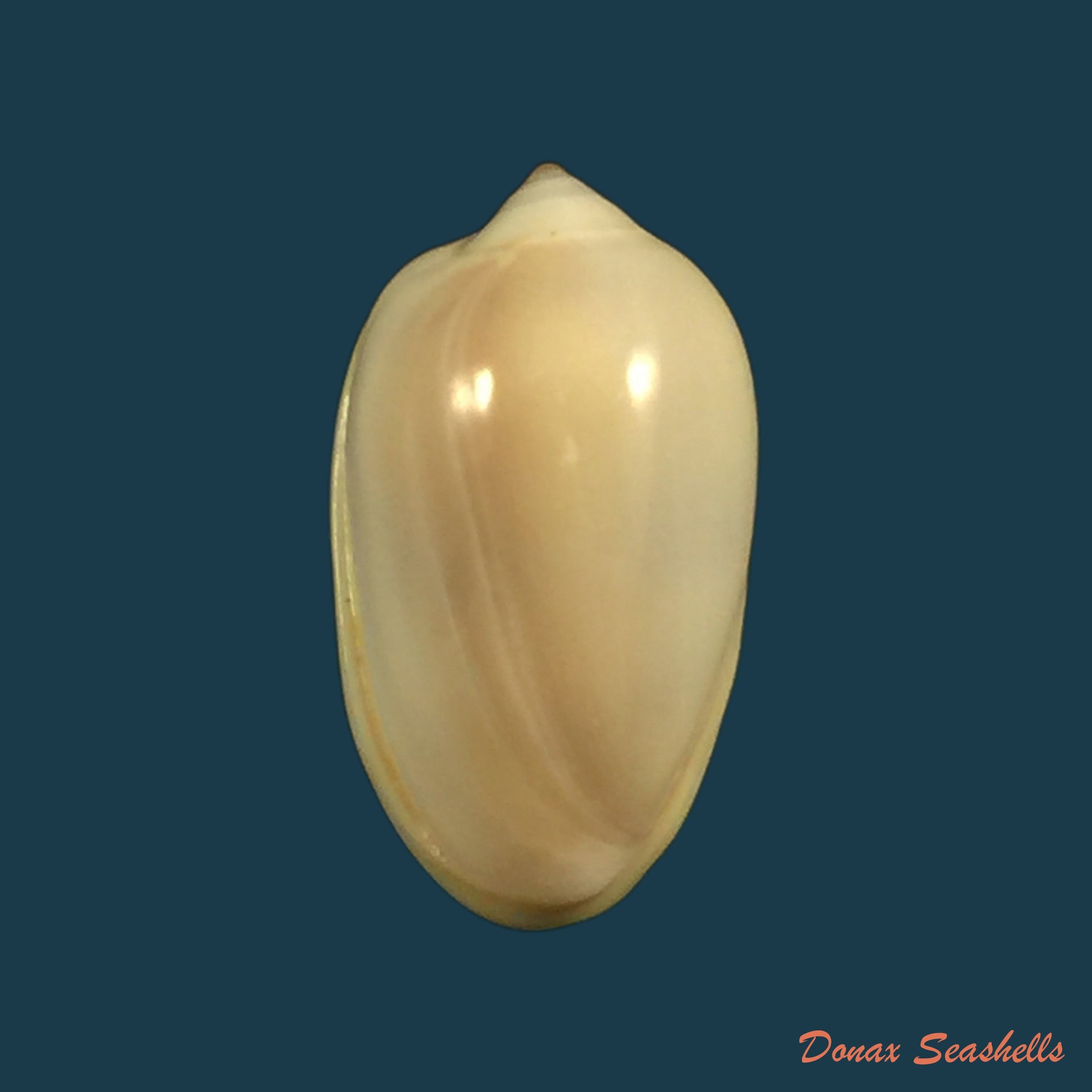 copia-de-prunum-leonardhilli-petuch-1990-18mm