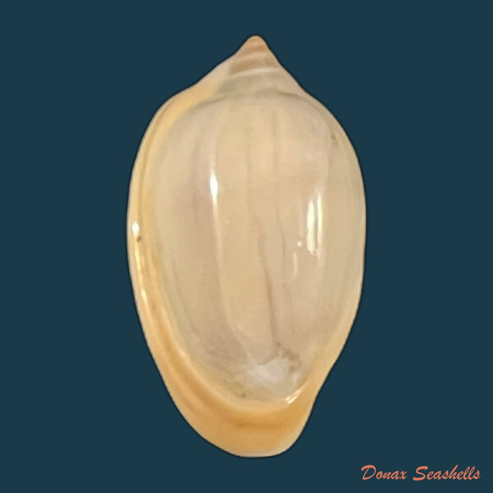 copia-de-prunum-marginatum-born-1778-23-1mm-1